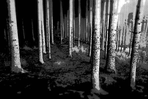 森林