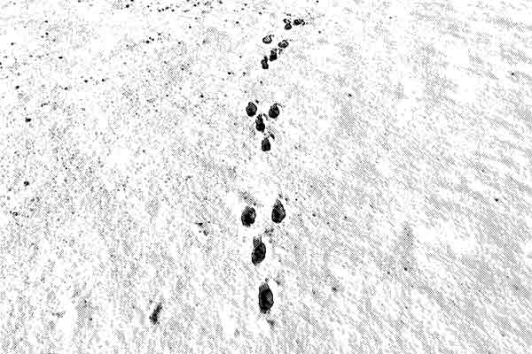 ウサギの足跡